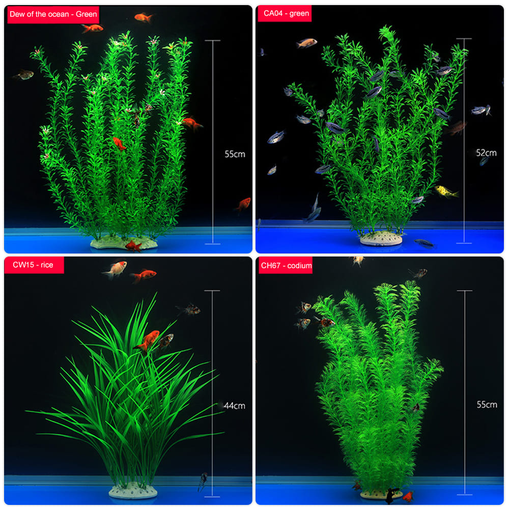 Aquatic plants wholesale  第2张