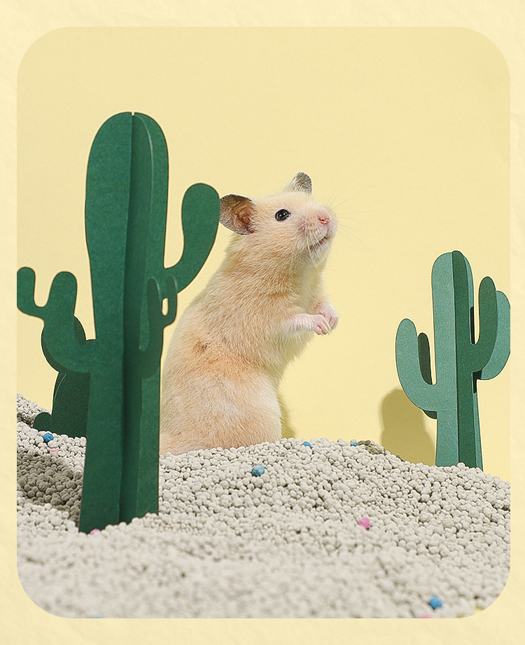 Hamster sand bath  第10张