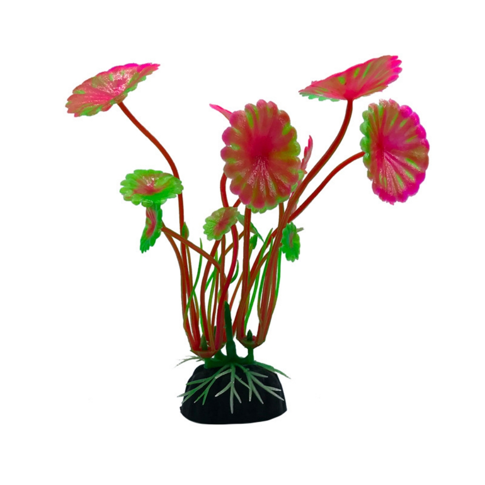 Wholesale aquarium plants  第1张