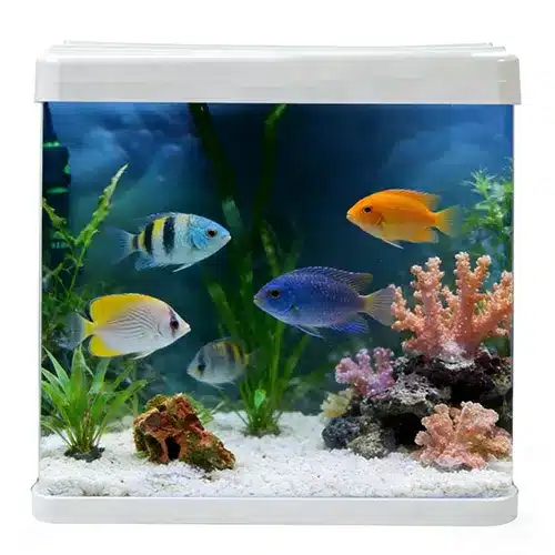 80cm large white aquarium, 150L capacity, featuring vibrant tropical fish (Cichlids) and colorful coral decorations on white sand under clear blue lighting.